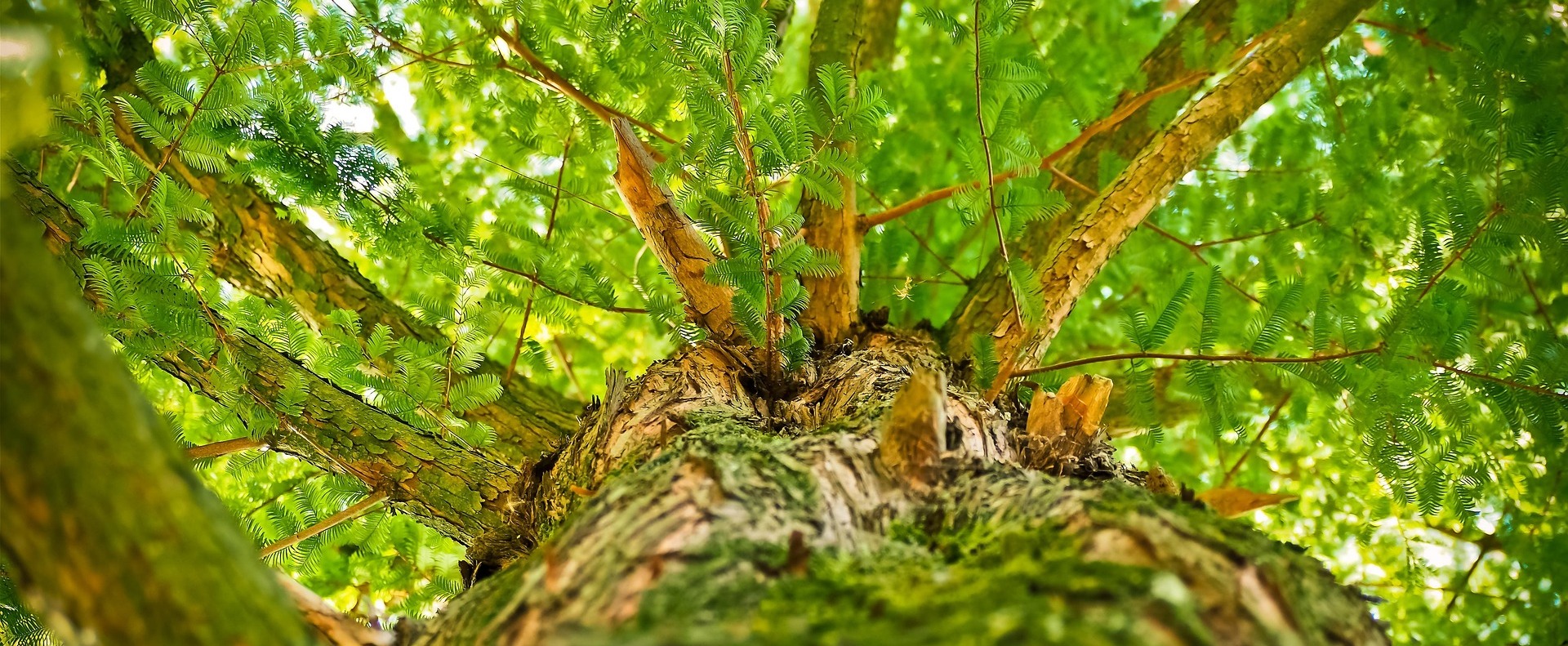 Anne Ferrand Thérapie - Revisiter son passé